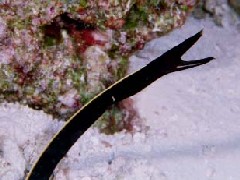 ハナヒゲウツボ（幼）