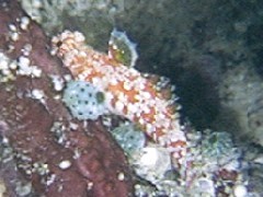 ミヤケテグリ