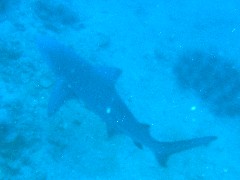 タイワンカマス
