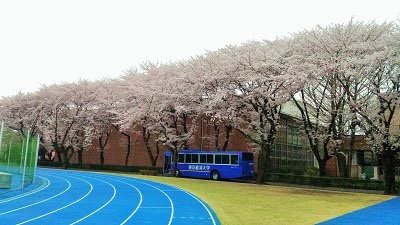 sakura