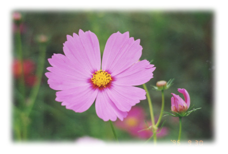 cosmos.jpg
