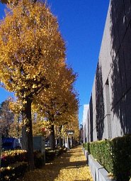 icho.jpg