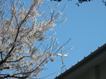 cross_sakura.jpg