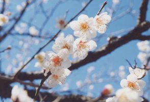 ume2.jpg
