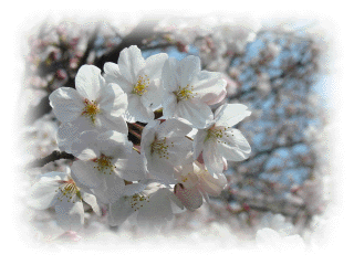 sakura_1.gif