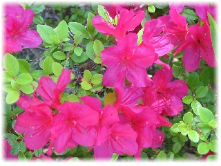 IMG_2704_s.jpg