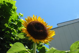 sunflw.jpg
