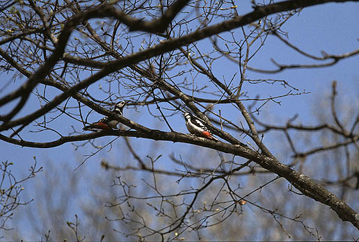 �A�J�Q���̋����_���X