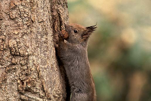 �N���~�����I�@���b�L�[��