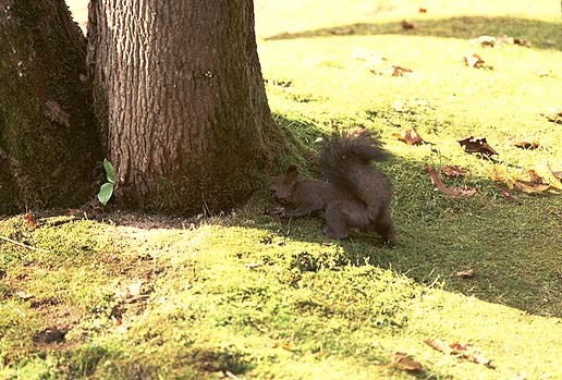 �O�C�O�C�I�I