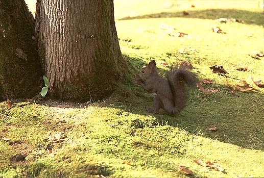 �N���N���E�E�E�ԈႢ�Ȃ��I�@�N���~���I