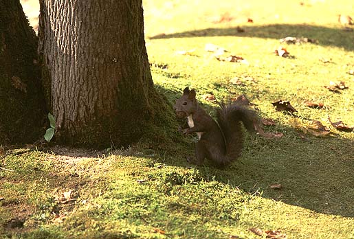 ���O�b�I�I