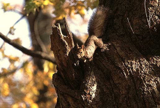 ���������~���I�@�}���Ȃ�����I