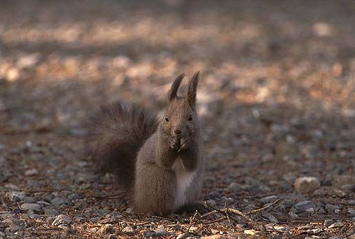 �܂��u�~�v�ɂȂ��Ă܂��B