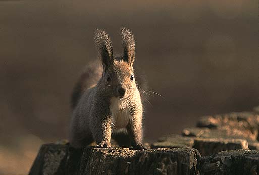 ����H�@�N�͂�����H