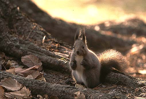 �N���~�͂��̕ӂɖ��߂����I