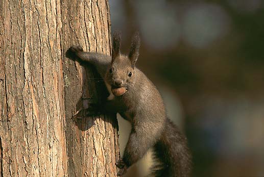 �I��GET�I�@���b�L�[��