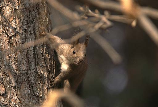 �؉A����l�q���f��