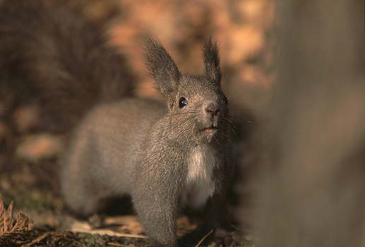 �r�b�N���I�@�ڂ̑O�̂��Ȃ��́H