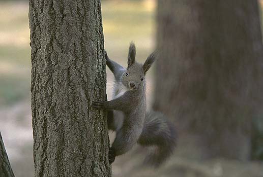 ������݂݂����ŃJ���C�C��