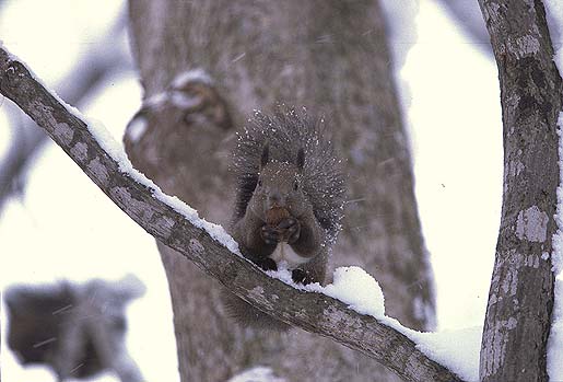 �N���~�A�K���K���B���������`��