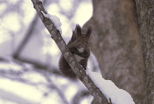 ����H�@���������Ă�́H