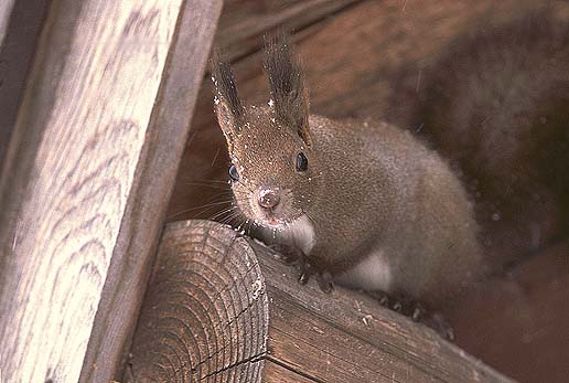 ����H�@��������Ⴂ�B�����l�񂿂����