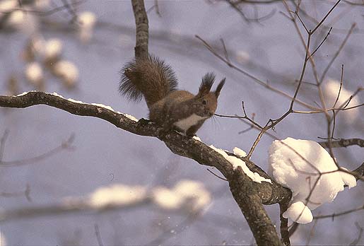 ���V�C�A�C�����C�C�B�`��