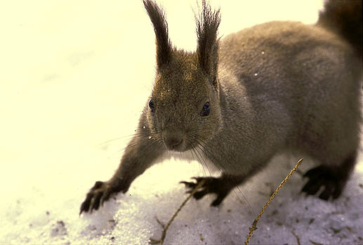 �ǂ���I�@�r�b�N���I