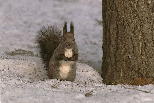 �u�܂����Ăˁv���Č����Ă�l�B�������΂��Ă�H