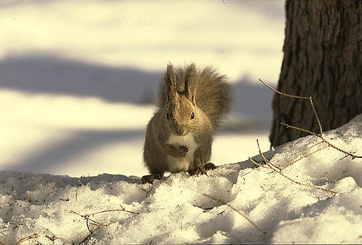 ��������Ⴂ�܂��B�悤�����G�]���X�̐X�ցB