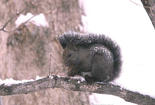 ����̂Ȃ��̂��H��2