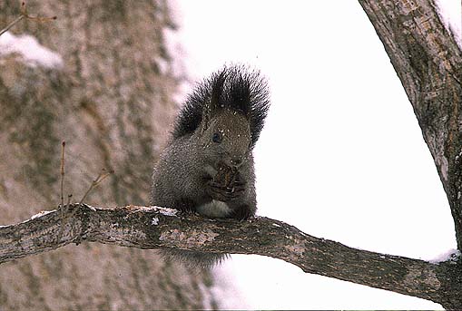 �񂪂񂪁I�K�c�K�c�I