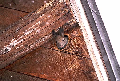 ����ɂ��́I�����l�񂿂���I