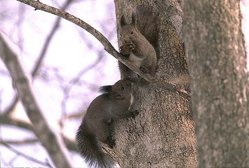 �˂��˂����`