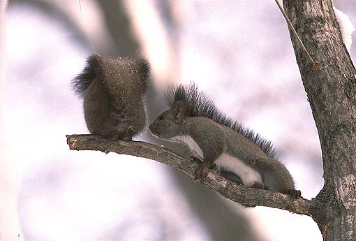 �������悤�悧�`