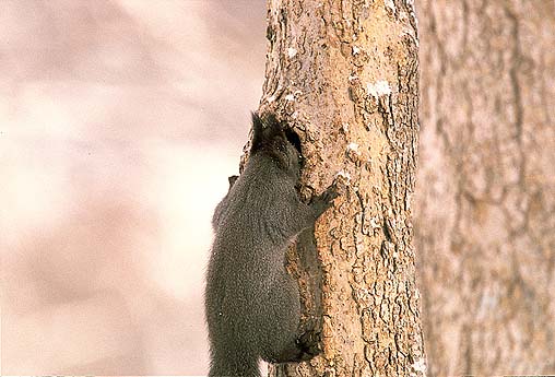 �u�񂨂��������`�I �B���Ēu�����N���~���ȁ`���I�v