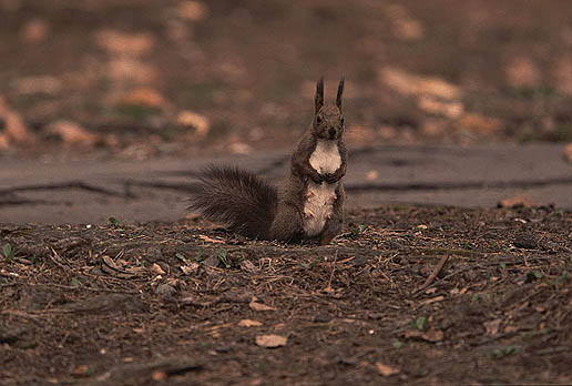 ���ӂ̃|�[�Y�͖Y��Ȃ�