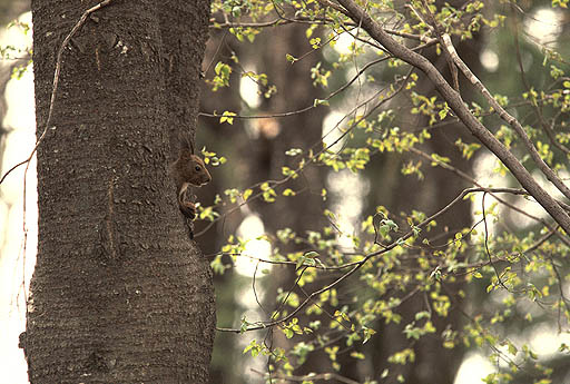 �V�΂̒��̃G�]���X