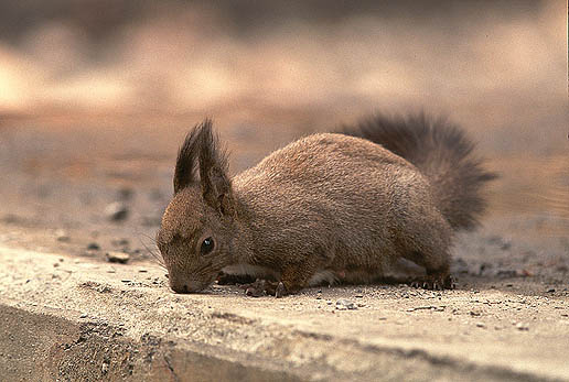 �y���y���y���y���E�E�E�E