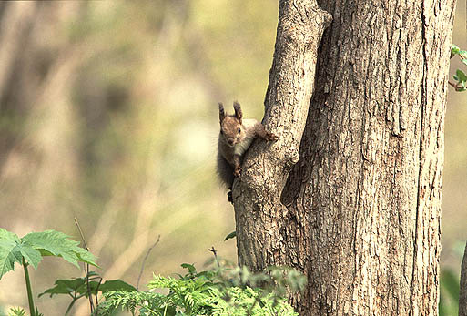 �L�����L�����E�E�E�N�����邼�I