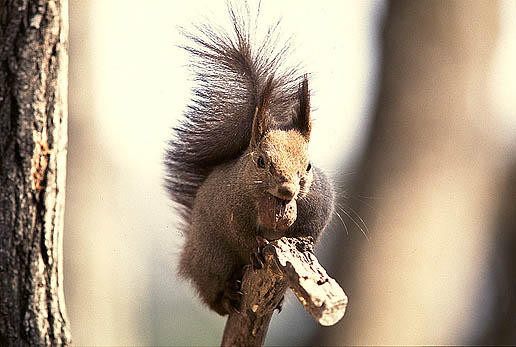 ���̃N���~�͒N�ɂ��n����I