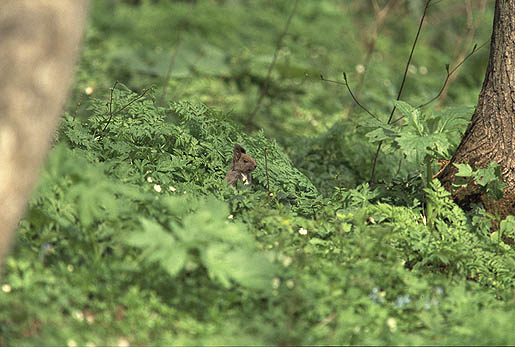 �q���C�I�@�ӂ�Ɉُ�Ȃ��I