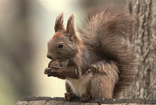 ���́u���l�v�Ȃ́B�悭���ăl