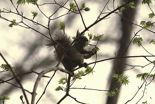 �����{�̖؂̉�B�ӊO�ƃO�����H