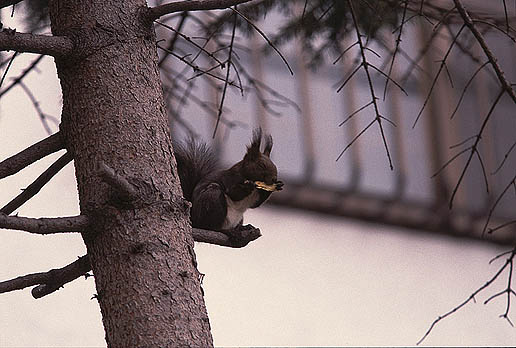 ���������܂��`���I�@�K�`���I���C�e�b�I