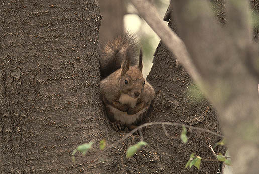 �����ۂ�͂܂�̂��A���������񂾂Ȃ��`