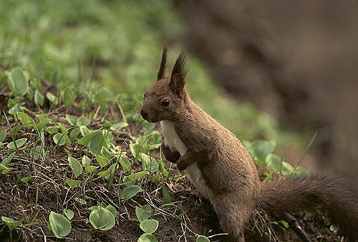 ����I���l�I�ǂ���܂ł��o�����H