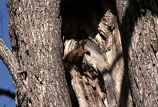 �E�悵�I�@���悵�I ��H�@�N������H