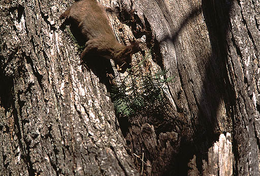 �t���ς��傫���Ďז��Ȃ̂�ˁI